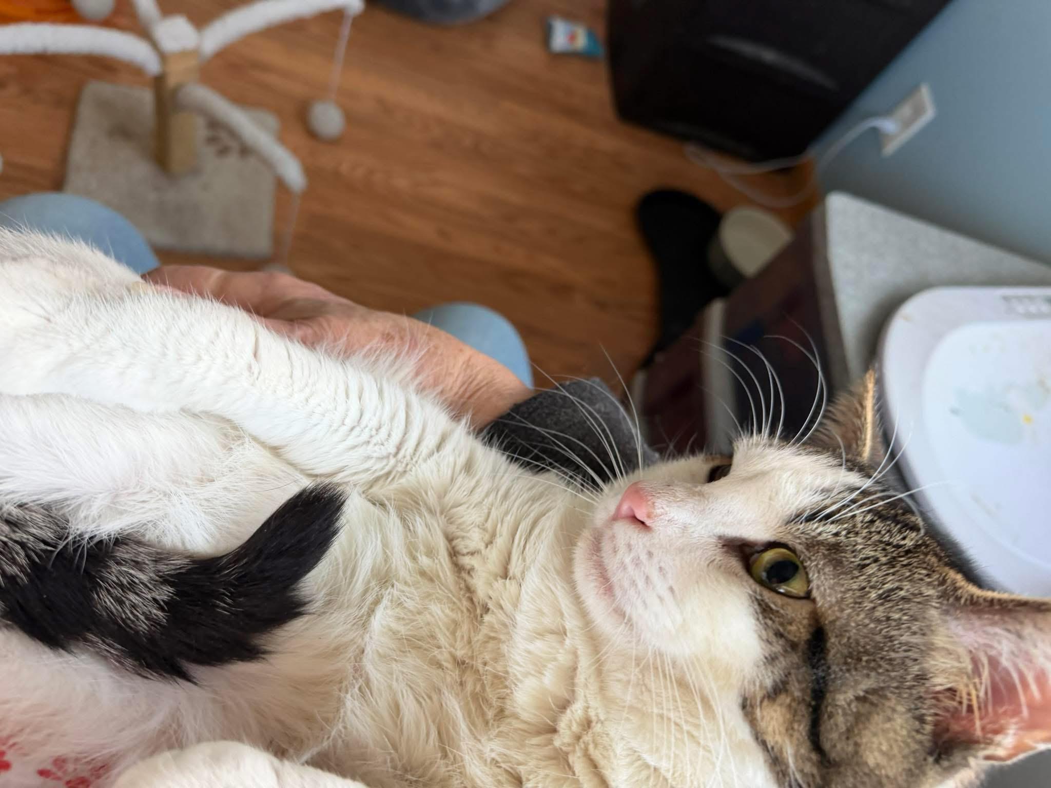 Enlarge Lucky , an adopted Domestic Short Hair in Enfield, CT image 2/3