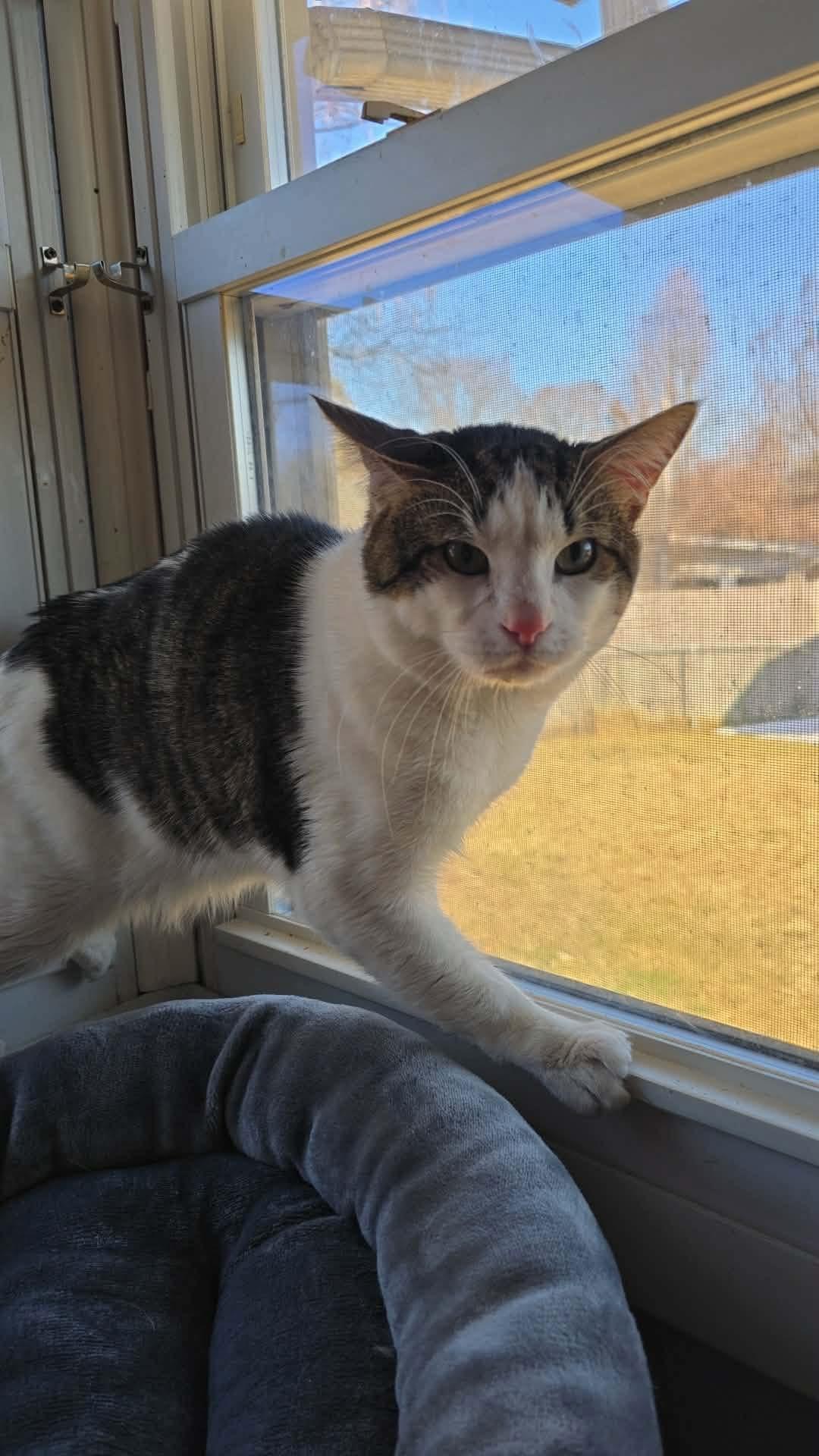 Enlarge Lucky , an adopted Domestic Short Hair in Enfield, CT image 1/3