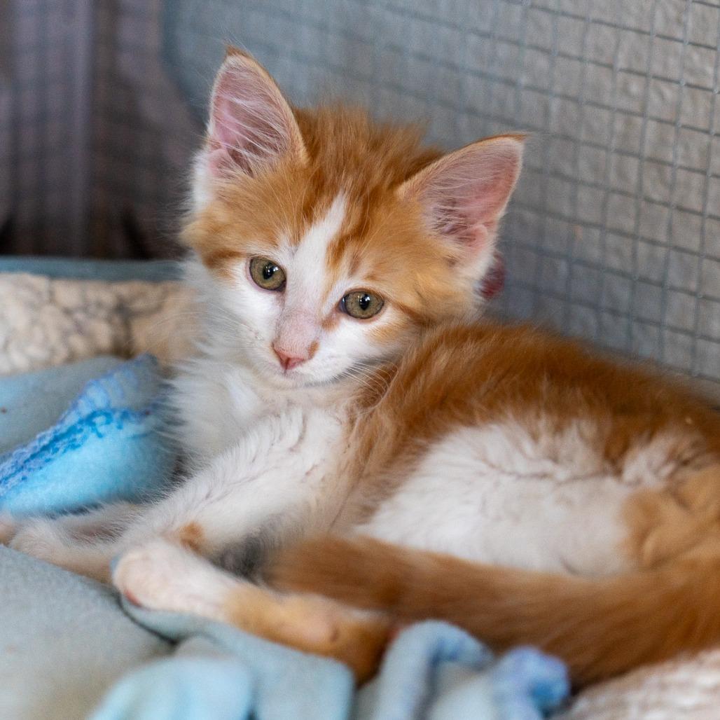 Enlarge San Juan, a Adoptable Domestic Long Hair in Durango, CO image 2/6