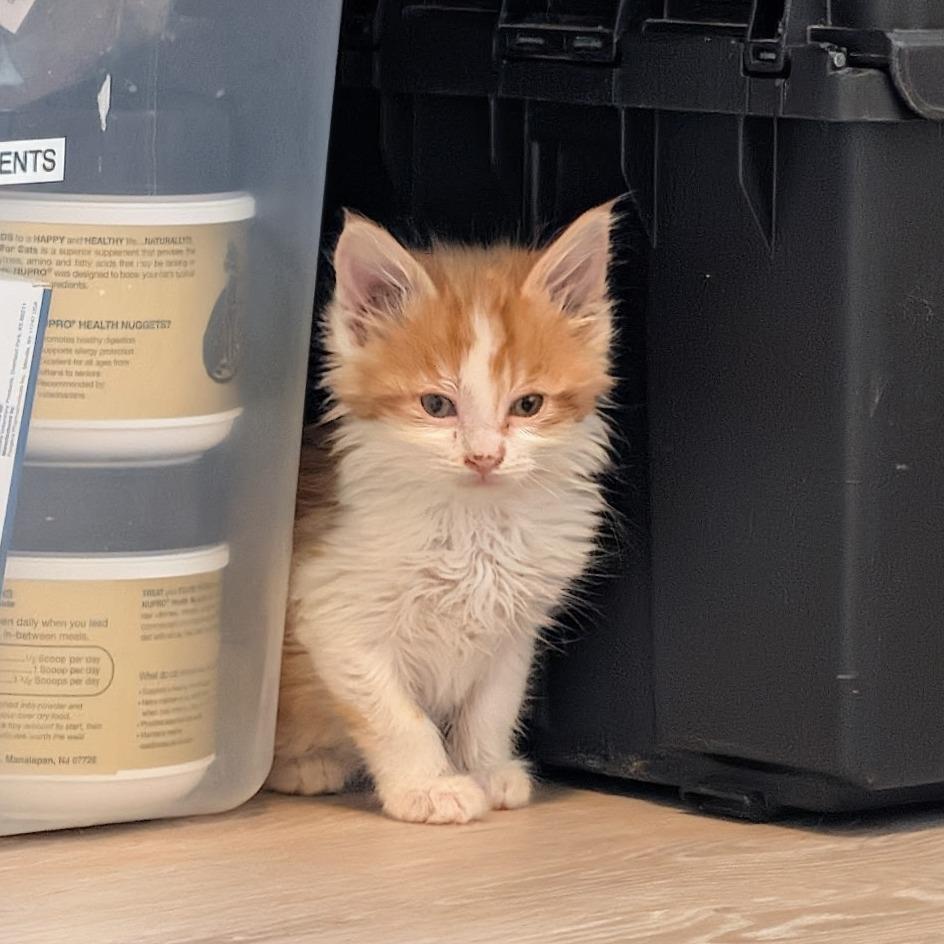 Enlarge San Juan, a Adoptable Domestic Long Hair in Durango, CO image 3/6