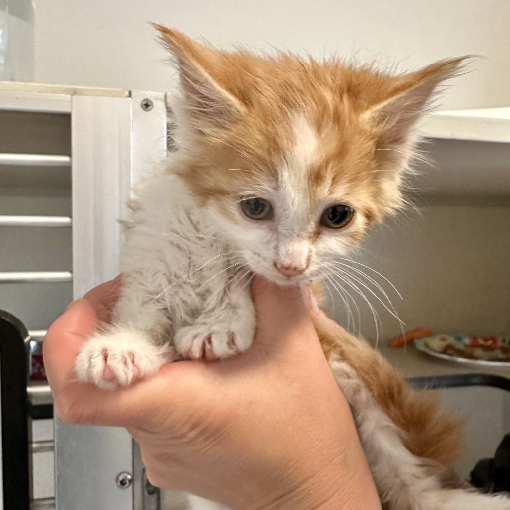 Enlarge San Juan, a Adoptable Domestic Long Hair in Durango, CO image 4/6