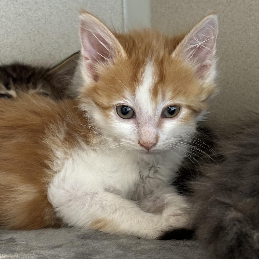 Enlarge San Juan, a Adoptable Domestic Long Hair in Durango, CO image 5/6