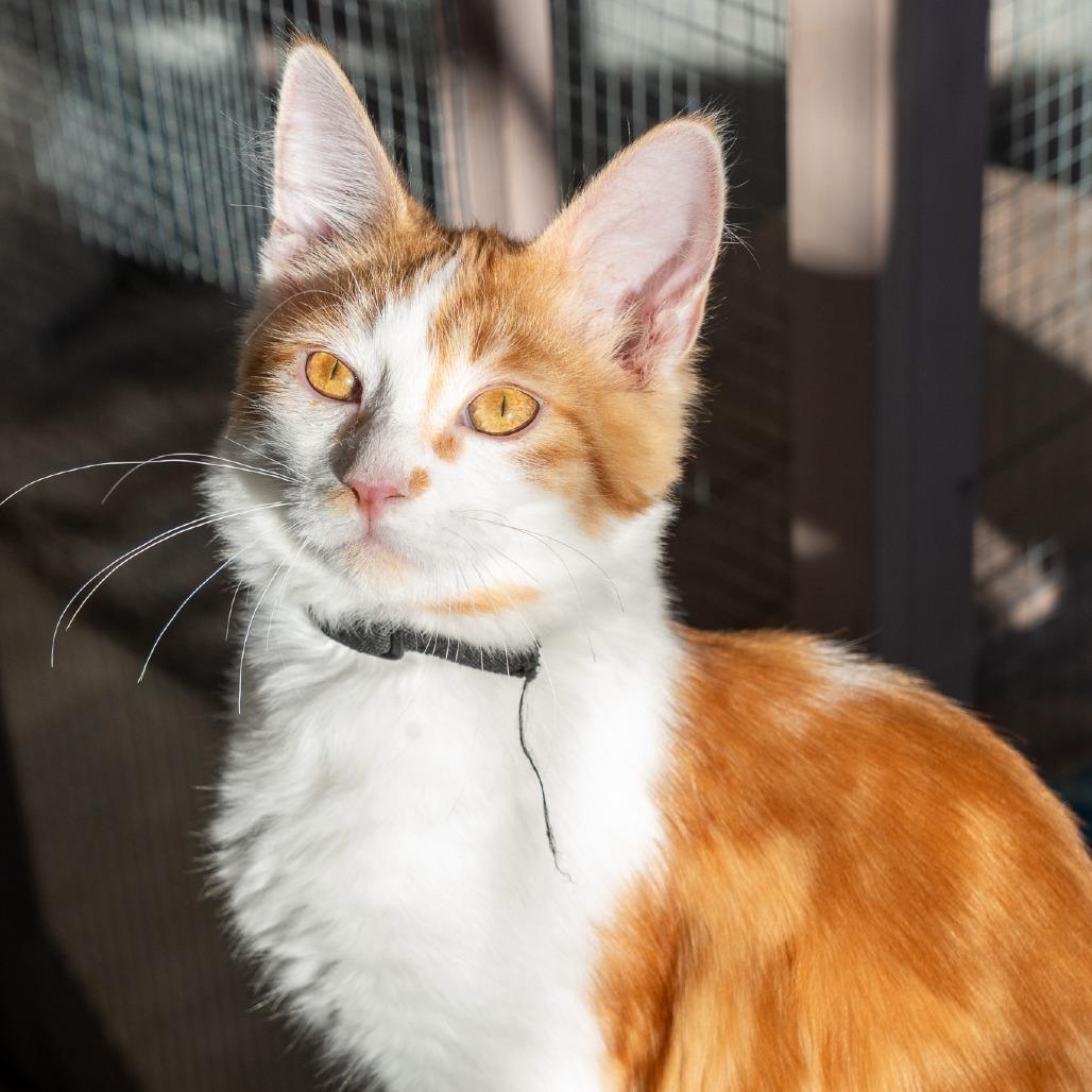 Enlarge San Juan, a Adoptable Domestic Long Hair in Durango, CO image 6/6
