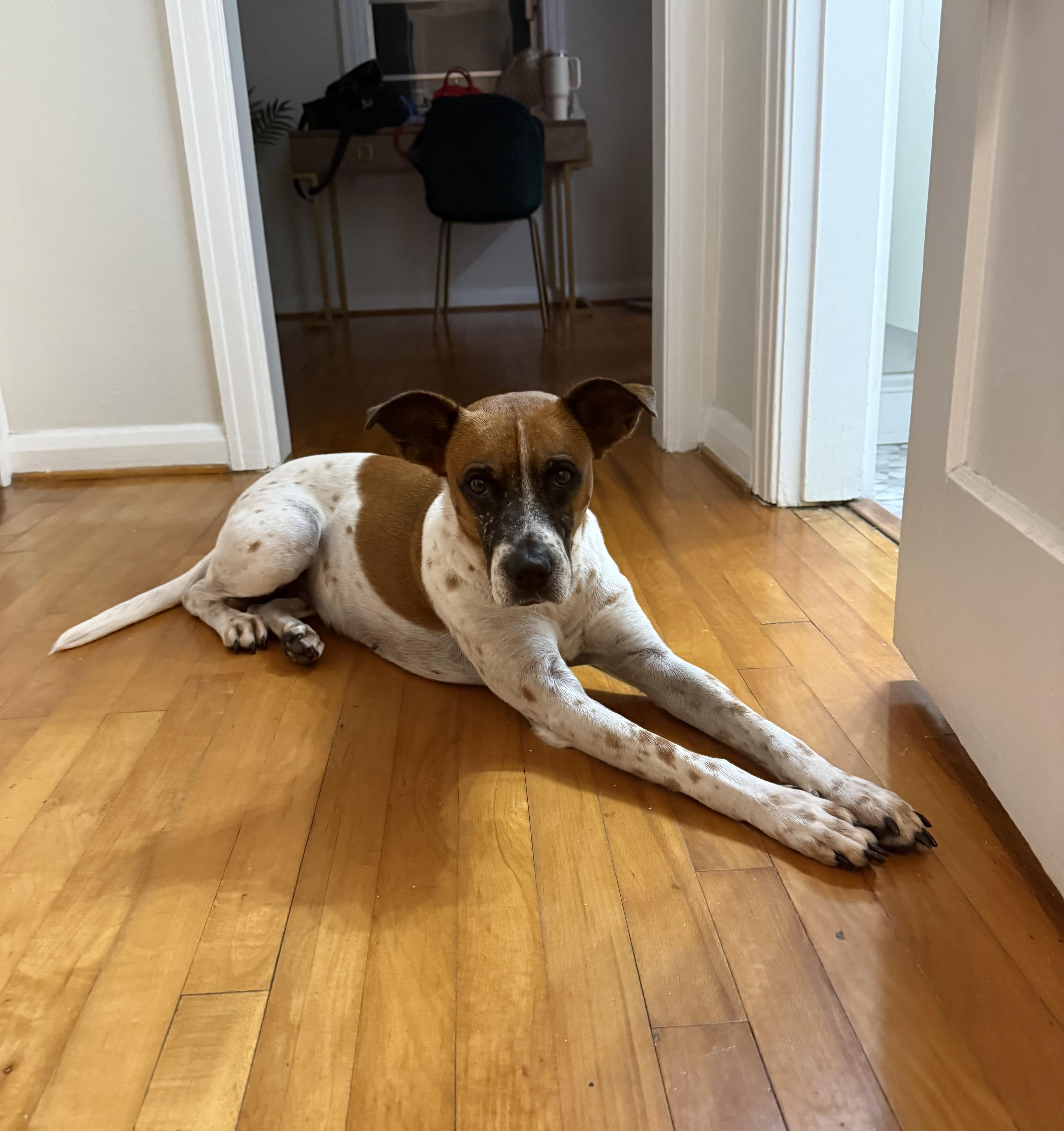 Bindi, Adoptable, Young Female Hound.