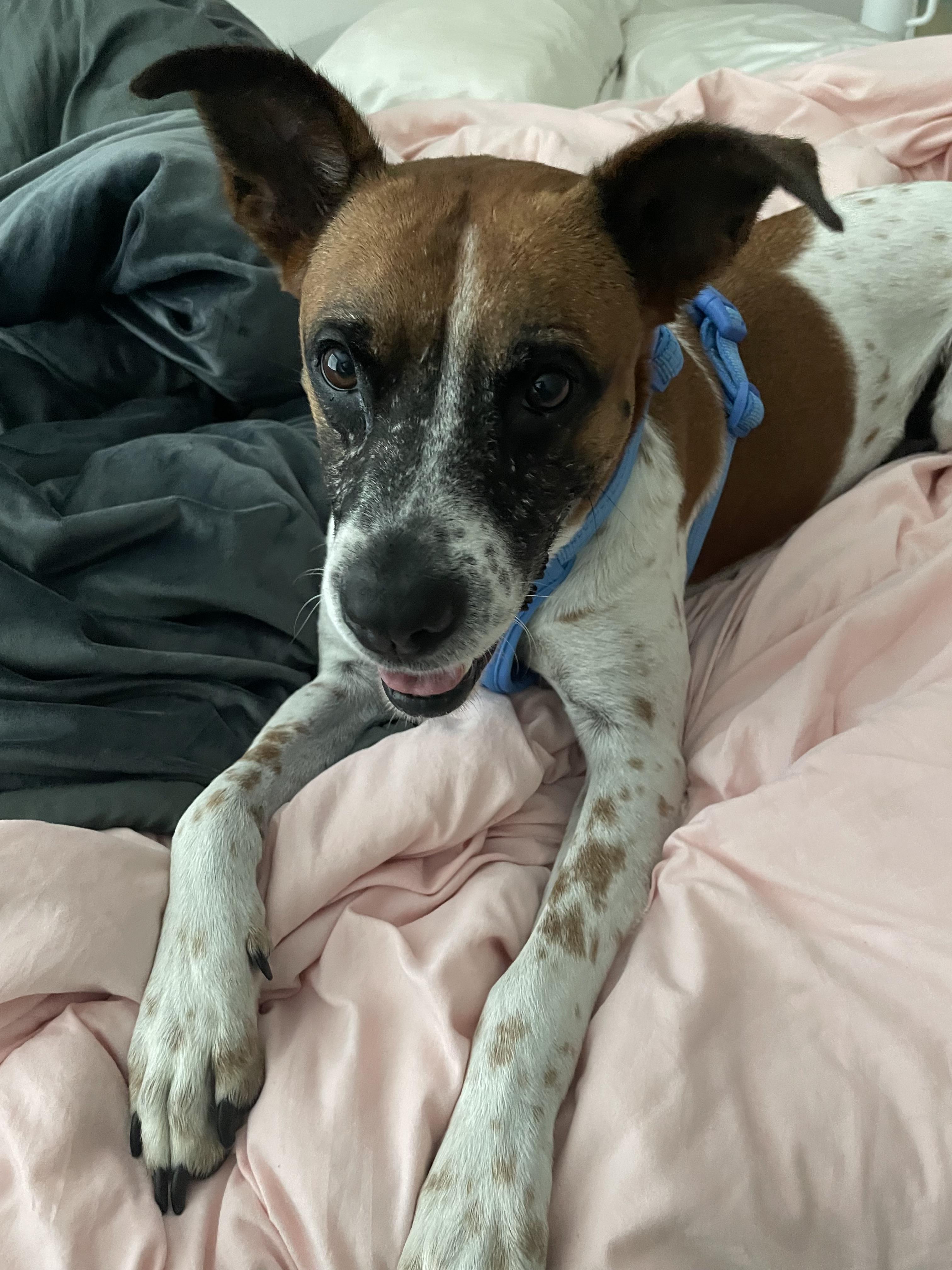 Enlarge Bindi, a Adoptable mixed breed in tampa, FL image 2/4