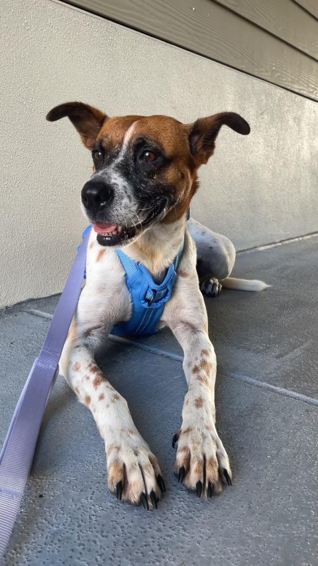 Enlarge Bindi, a Adoptable mixed breed in tampa, FL image 3/4