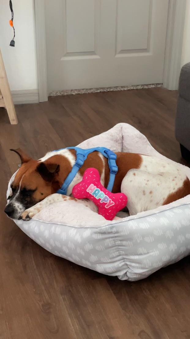 Enlarge Bindi, a Adoptable mixed breed in tampa, FL image 4/4