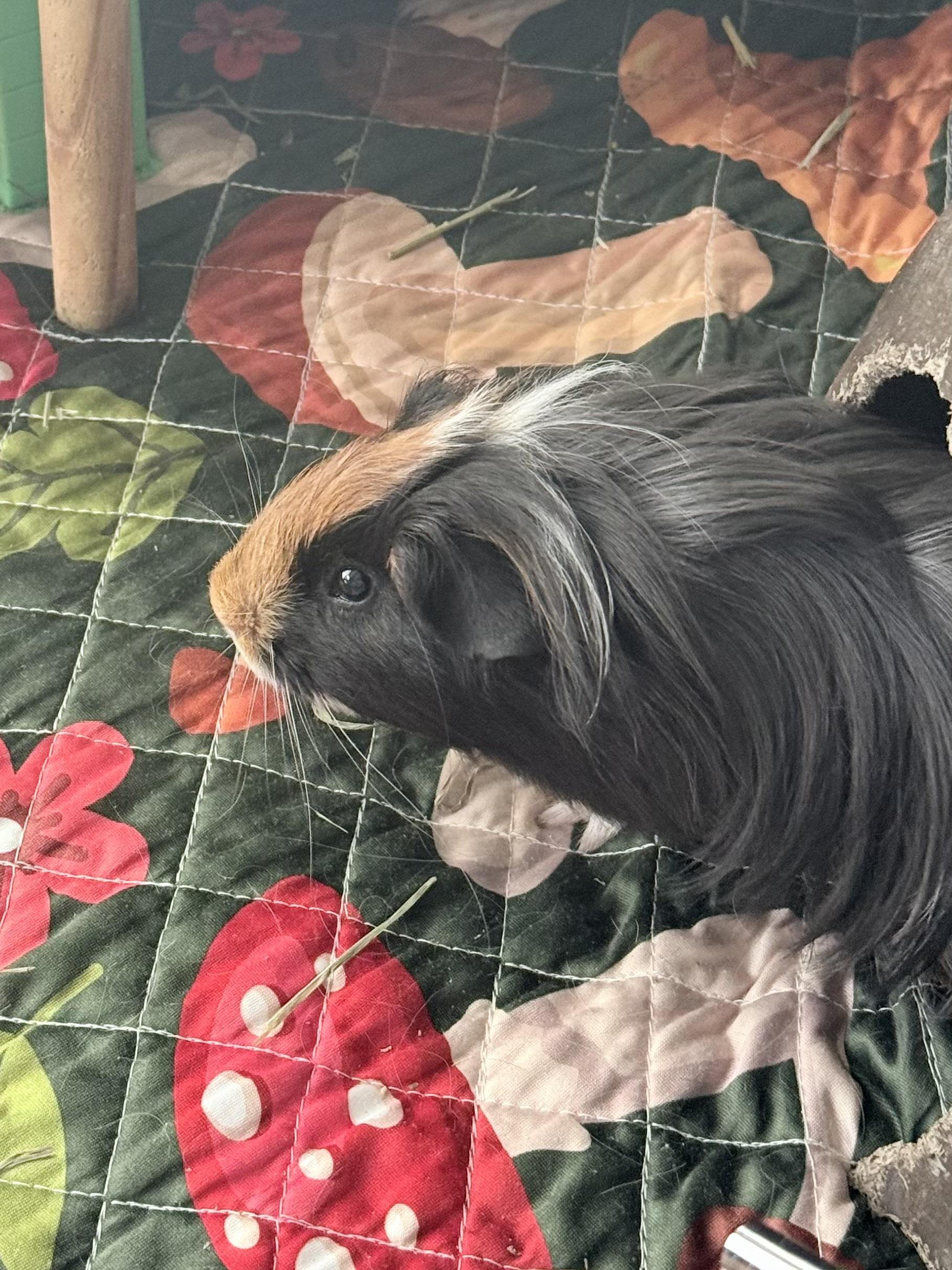 Enlarge Pacha (Bonded with Kuzco), a ADOPTABLE Peruvian in Frederick, MD image 3/4