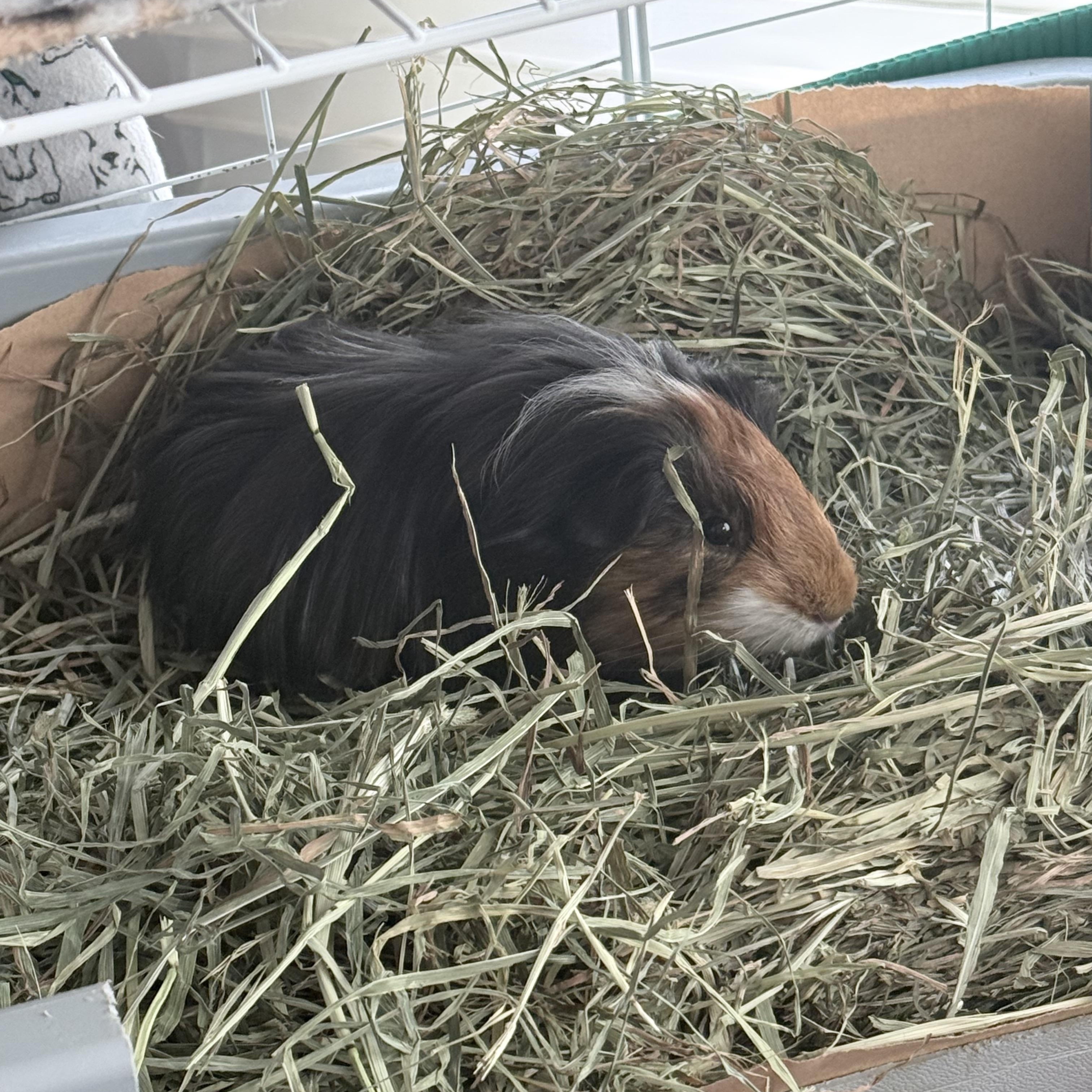 Enlarge Pacha (Bonded with Kuzco), a ADOPTABLE Peruvian in Frederick, MD image 2/4