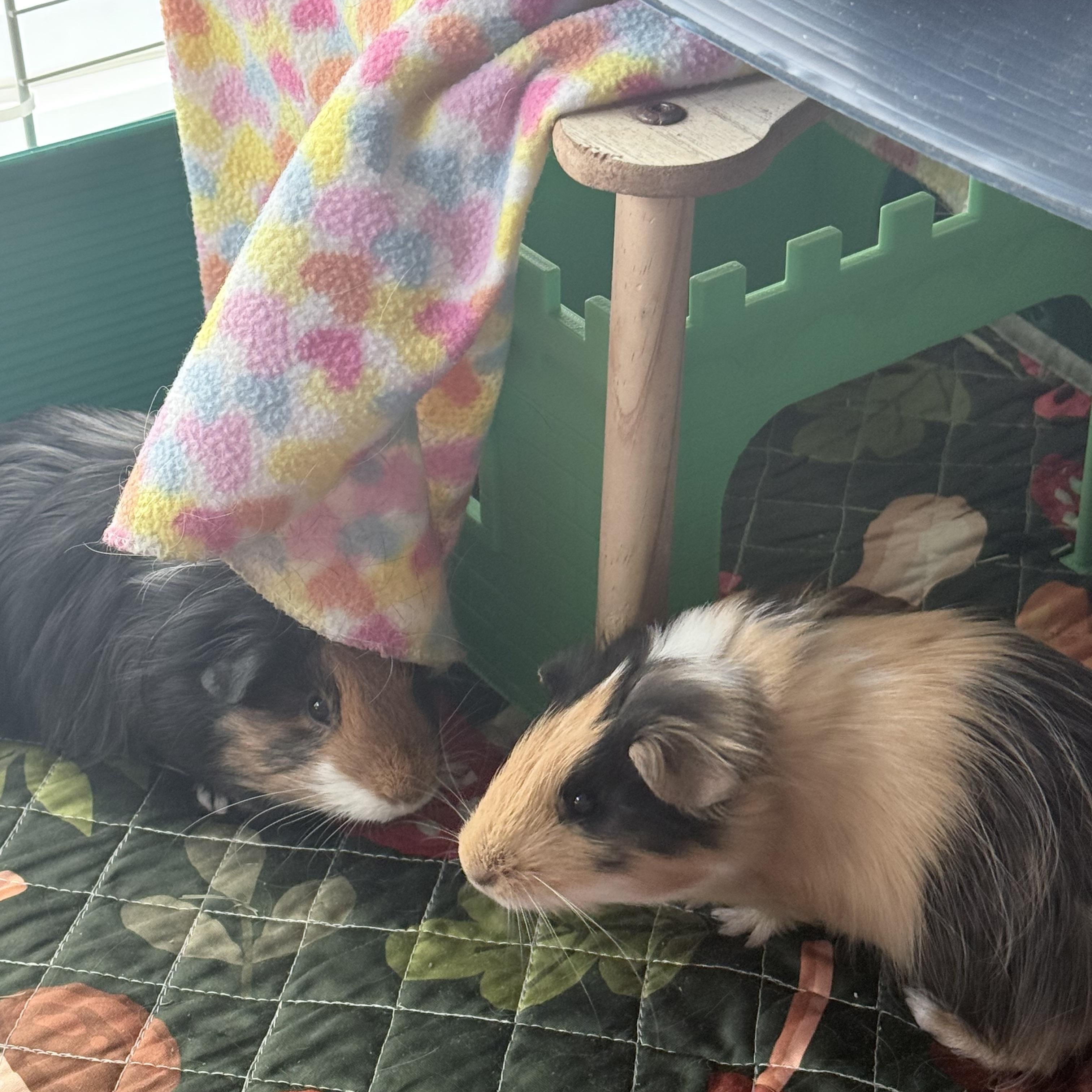Enlarge Pacha (Bonded with Kuzco), a ADOPTABLE Peruvian in Frederick, MD image 4/4
