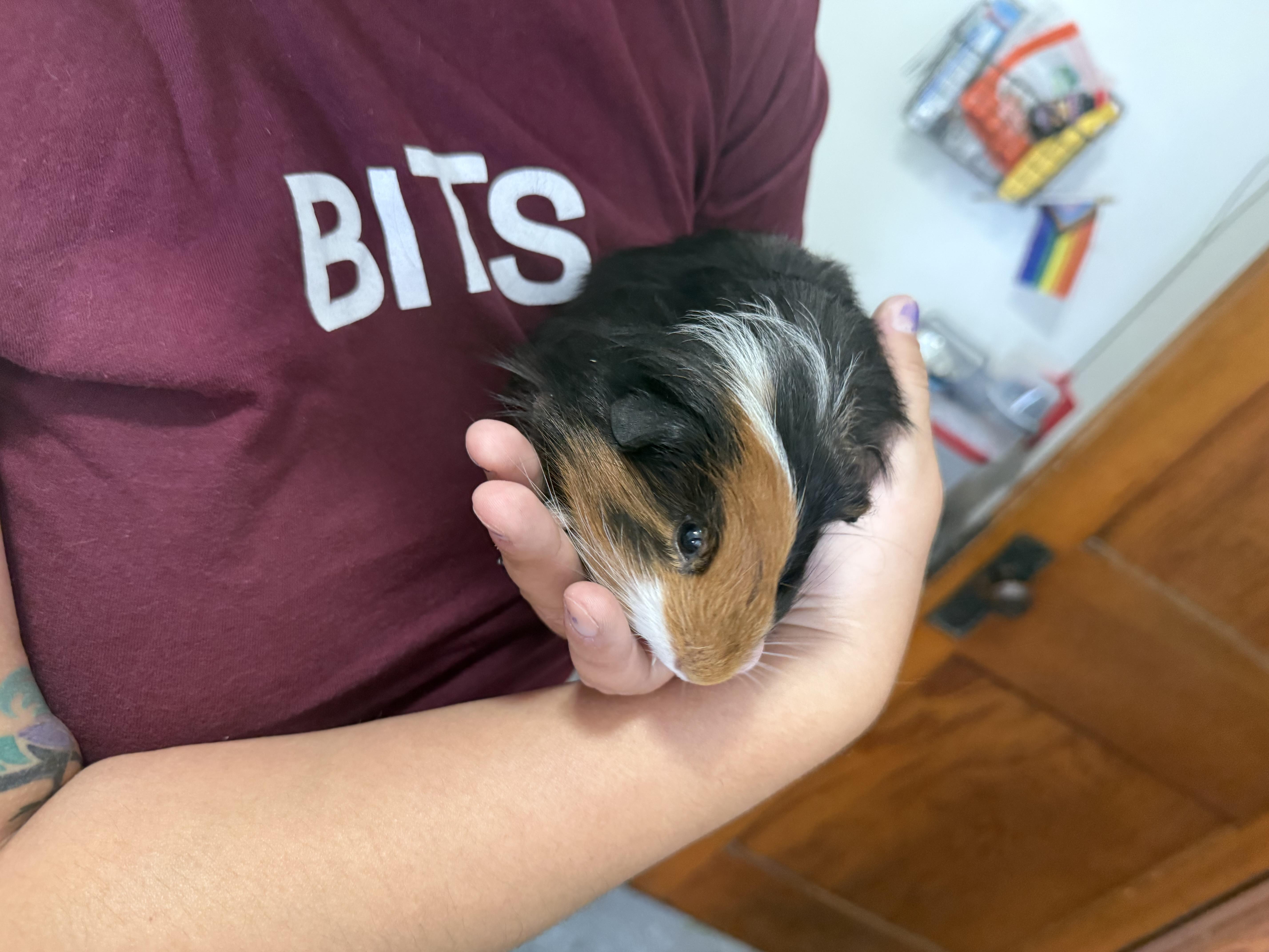 Enlarge Pacha (Bonded with Kuzco), a ADOPTABLE Peruvian in Frederick, MD image 1/4