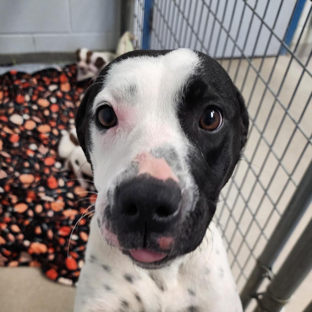 Daisy, ADOPTABLE, Adult Female Pit Bull Terrier.