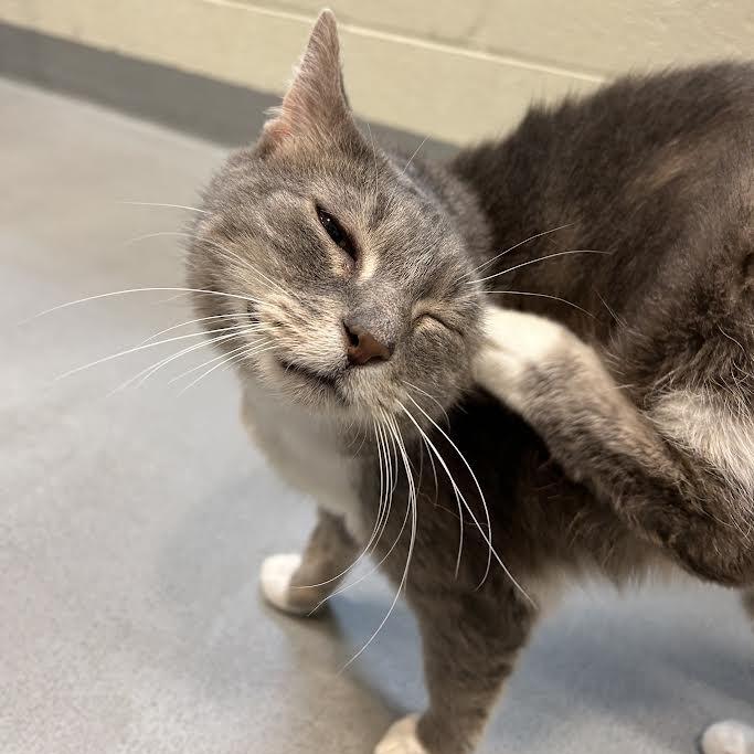 Deedee, Adoptable, Senior Female Domestic Short Hair.