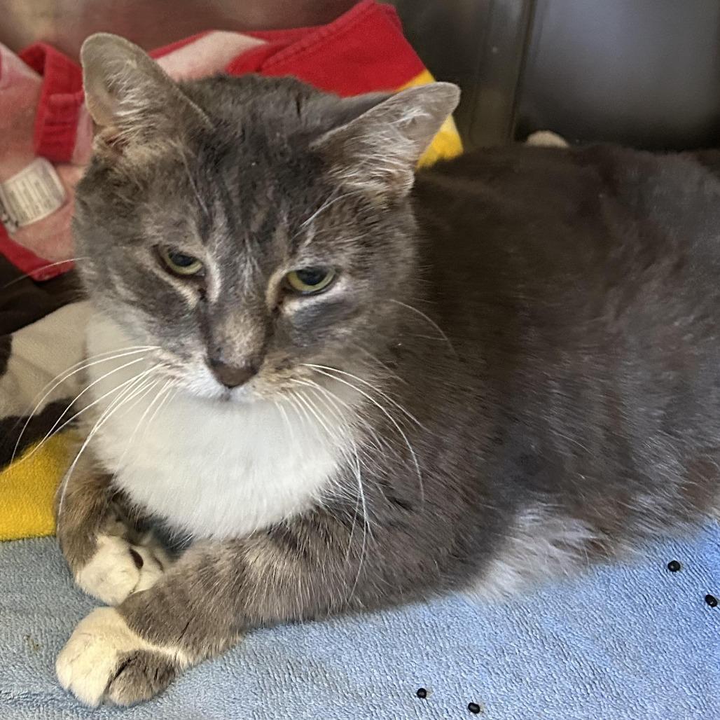 Enlarge Deedee, a Adoptable Domestic Short Hair in Charlottesville, VA image 2/6