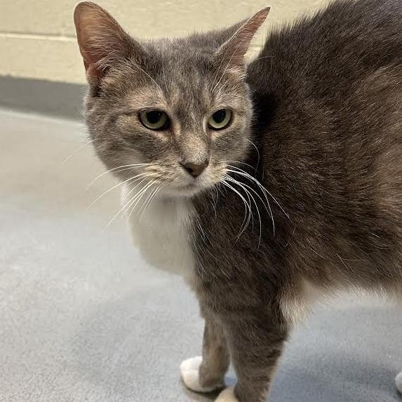 Enlarge Deedee, a Adoptable Domestic Short Hair in Charlottesville, VA image 2/6