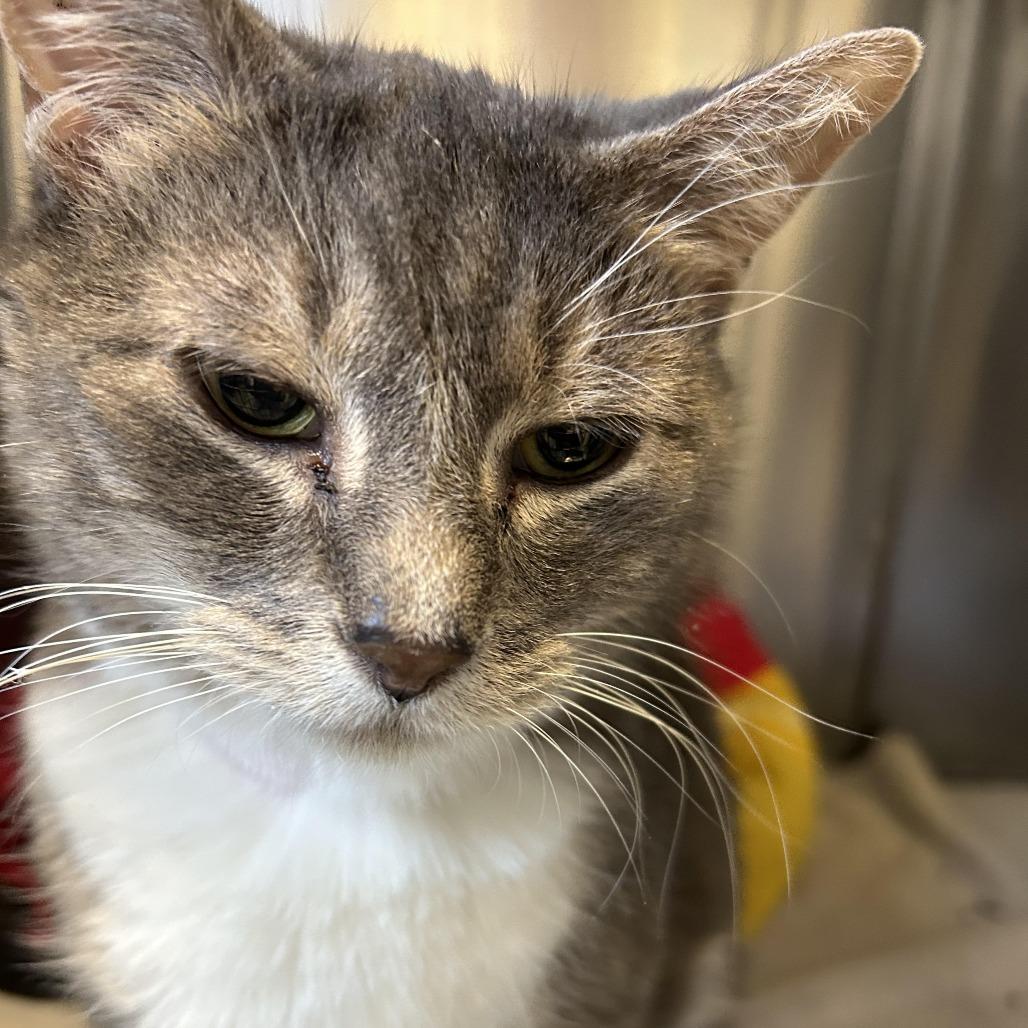 Enlarge Deedee, a Adoptable Domestic Short Hair in Charlottesville, VA image 3/6