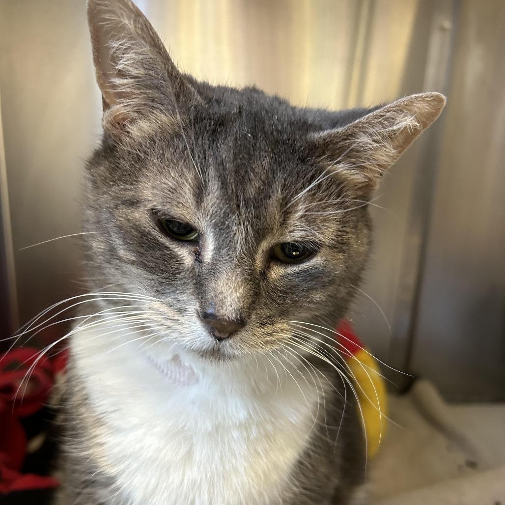 Enlarge Deedee, a Adoptable Domestic Short Hair in Charlottesville, VA image 4/6