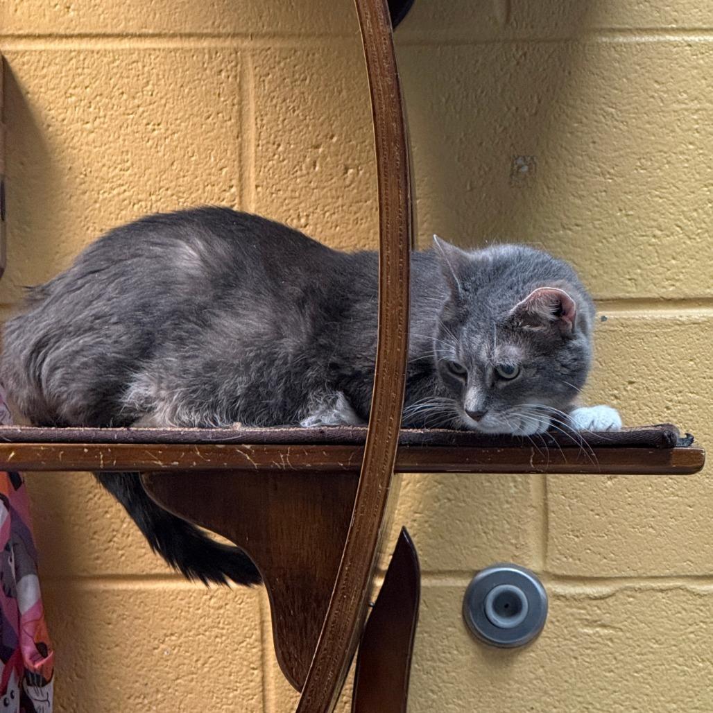 Enlarge Deedee, a Adoptable Domestic Short Hair in Charlottesville, VA image 5/6