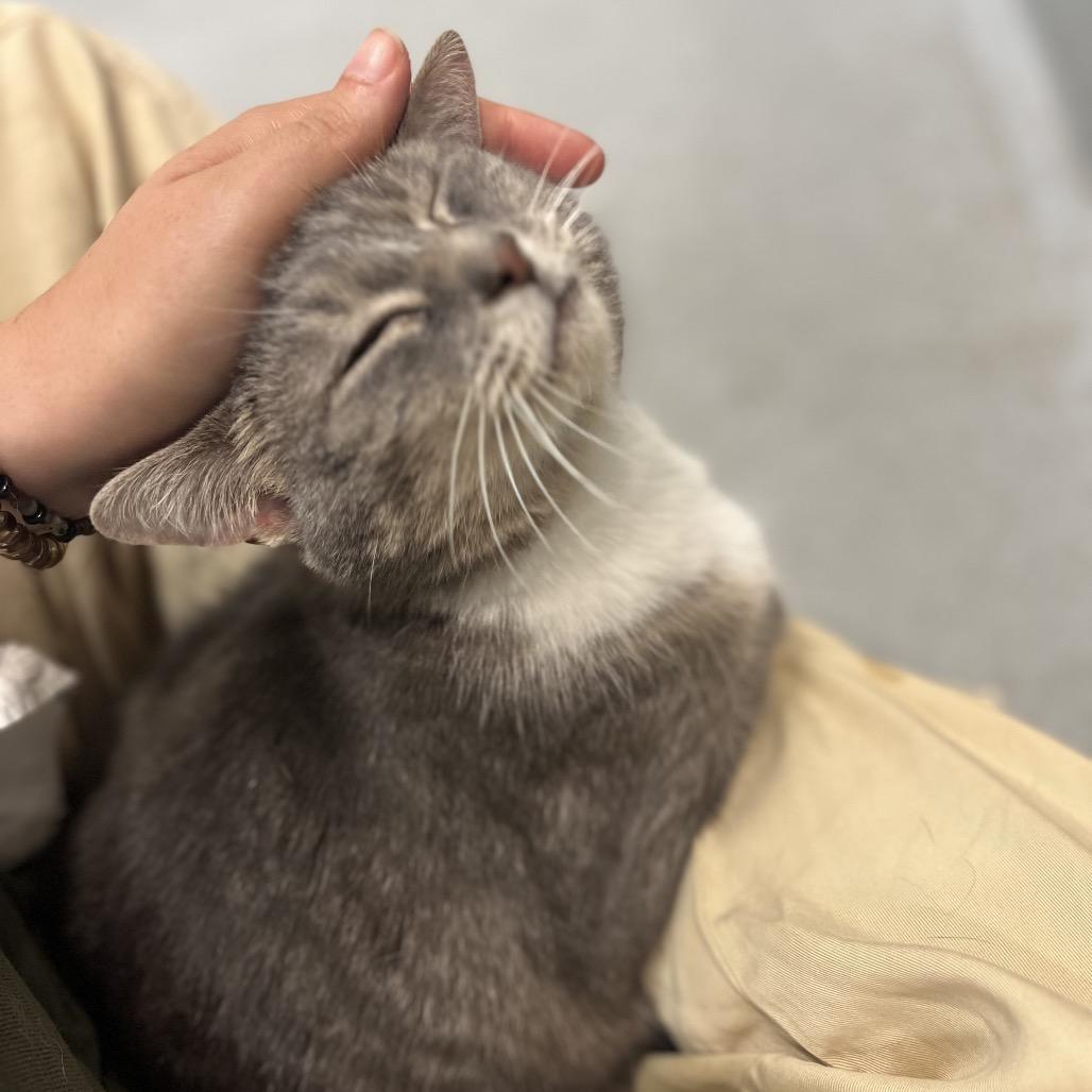 Enlarge Deedee, a Adoptable Domestic Short Hair in Charlottesville, VA image 5/6