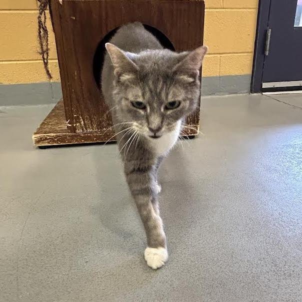Enlarge Deedee, a Adoptable Domestic Short Hair in Charlottesville, VA image 6/6