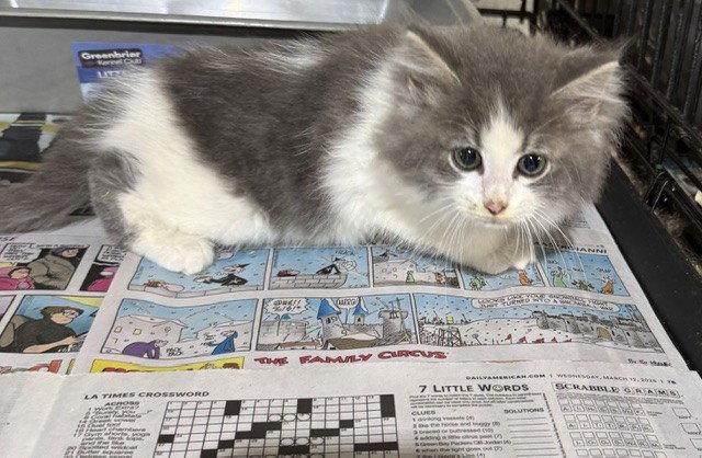 Enlarge John Deer (JD), a Adopted Domestic Long Hair in Apollo, PA image 1/1