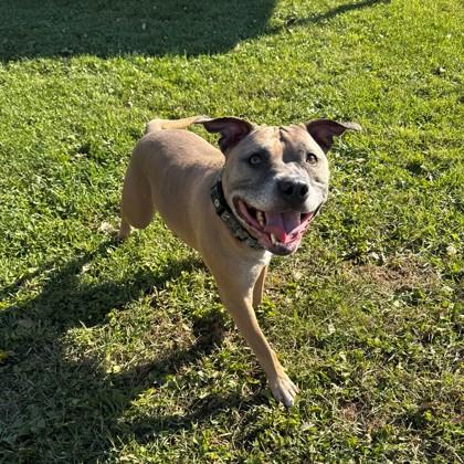 Eddie, a Adoptable mixed breed in Willmar, MN image 1/3