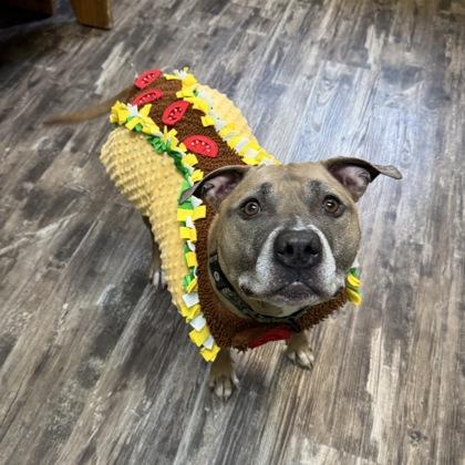 Enlarge Eddie, a Adoptable mixed breed in Willmar, MN image 2/3