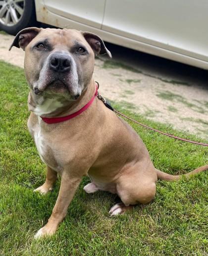 Eddie, a Adoptable mixed breed in Willmar, MN image 3/3