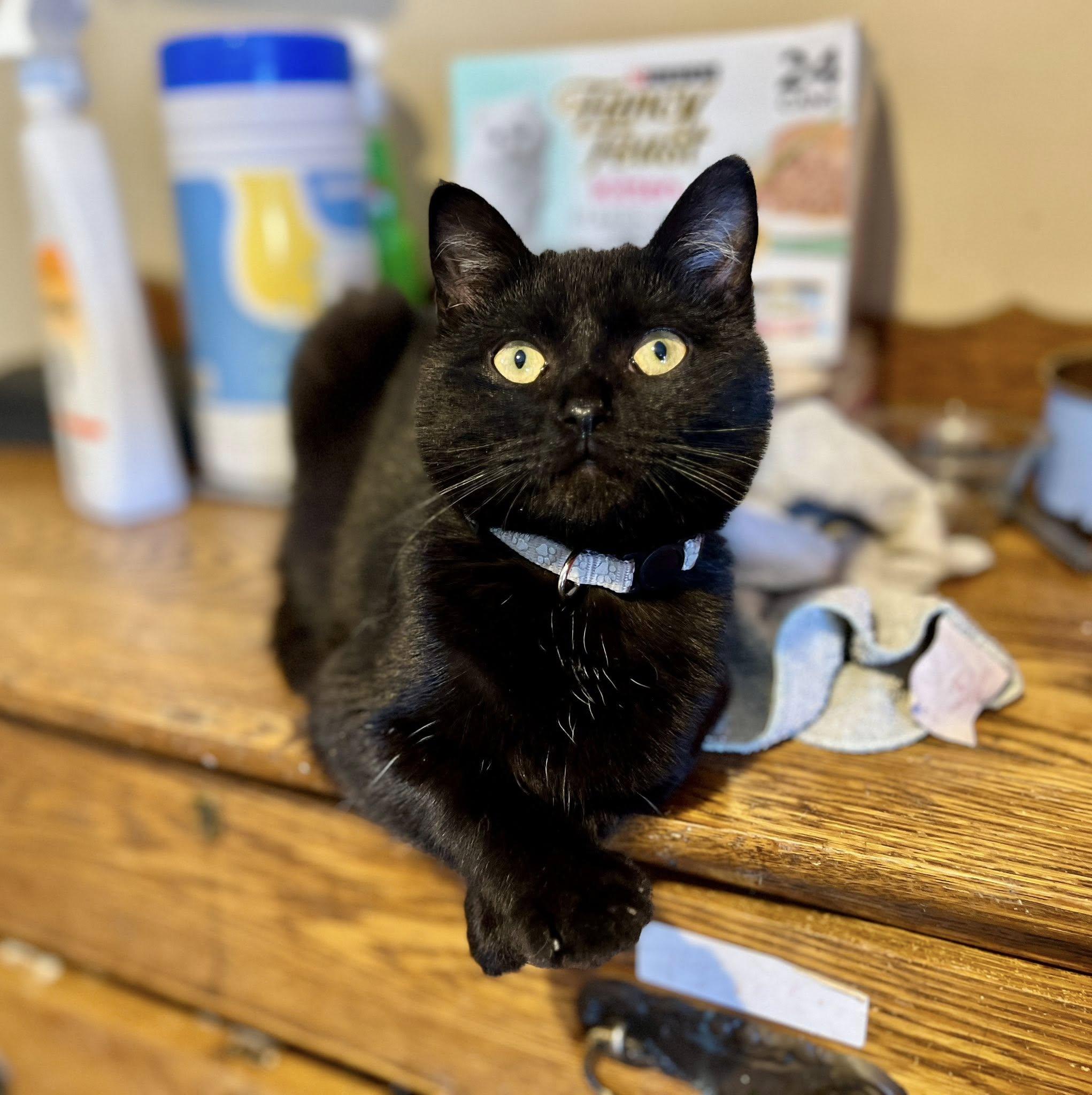 Milkshake, ADOPTABLE, Young Male American Shorthair.