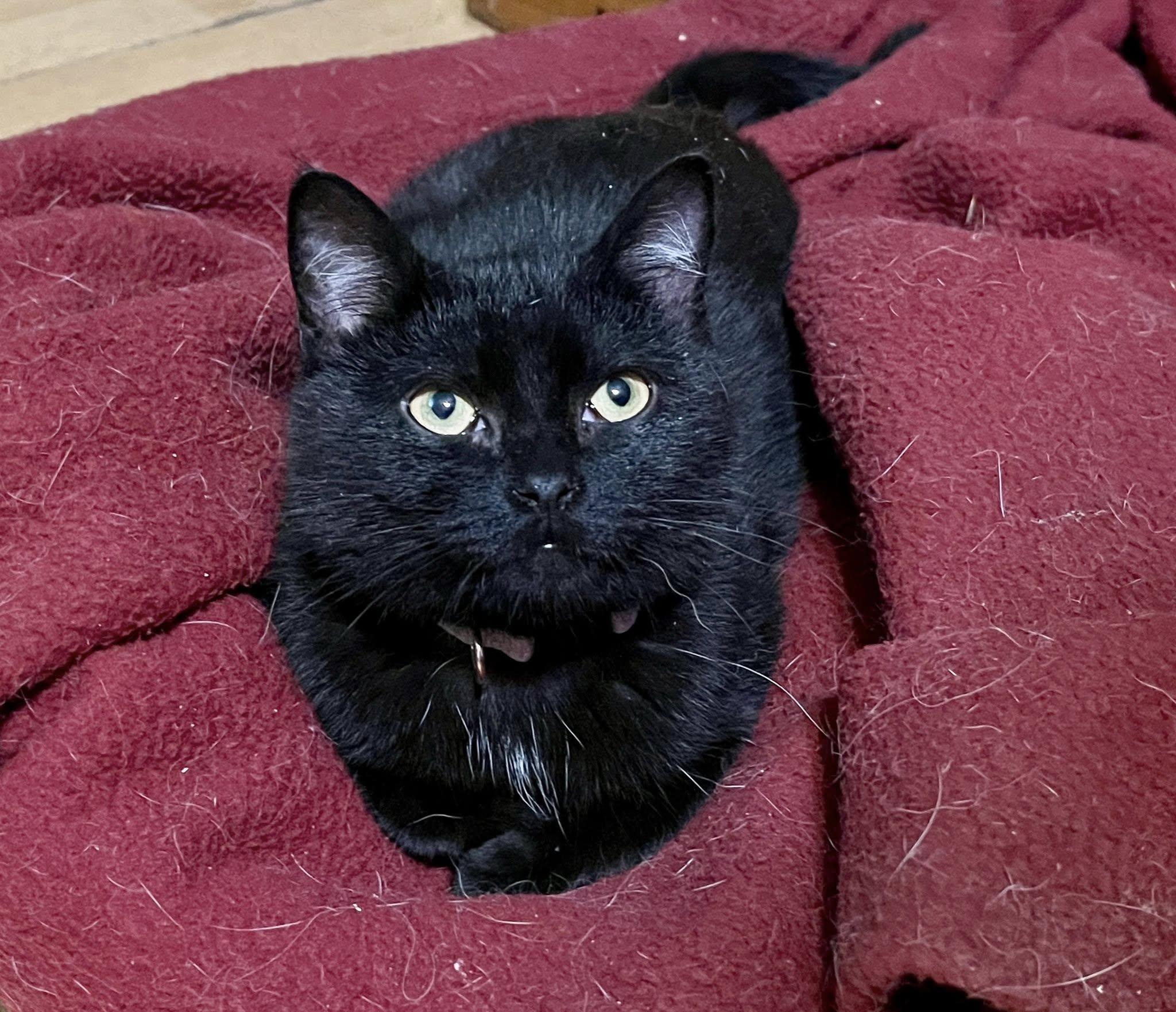 Milkshake, ADOPTABLE, Young Male American Shorthair.