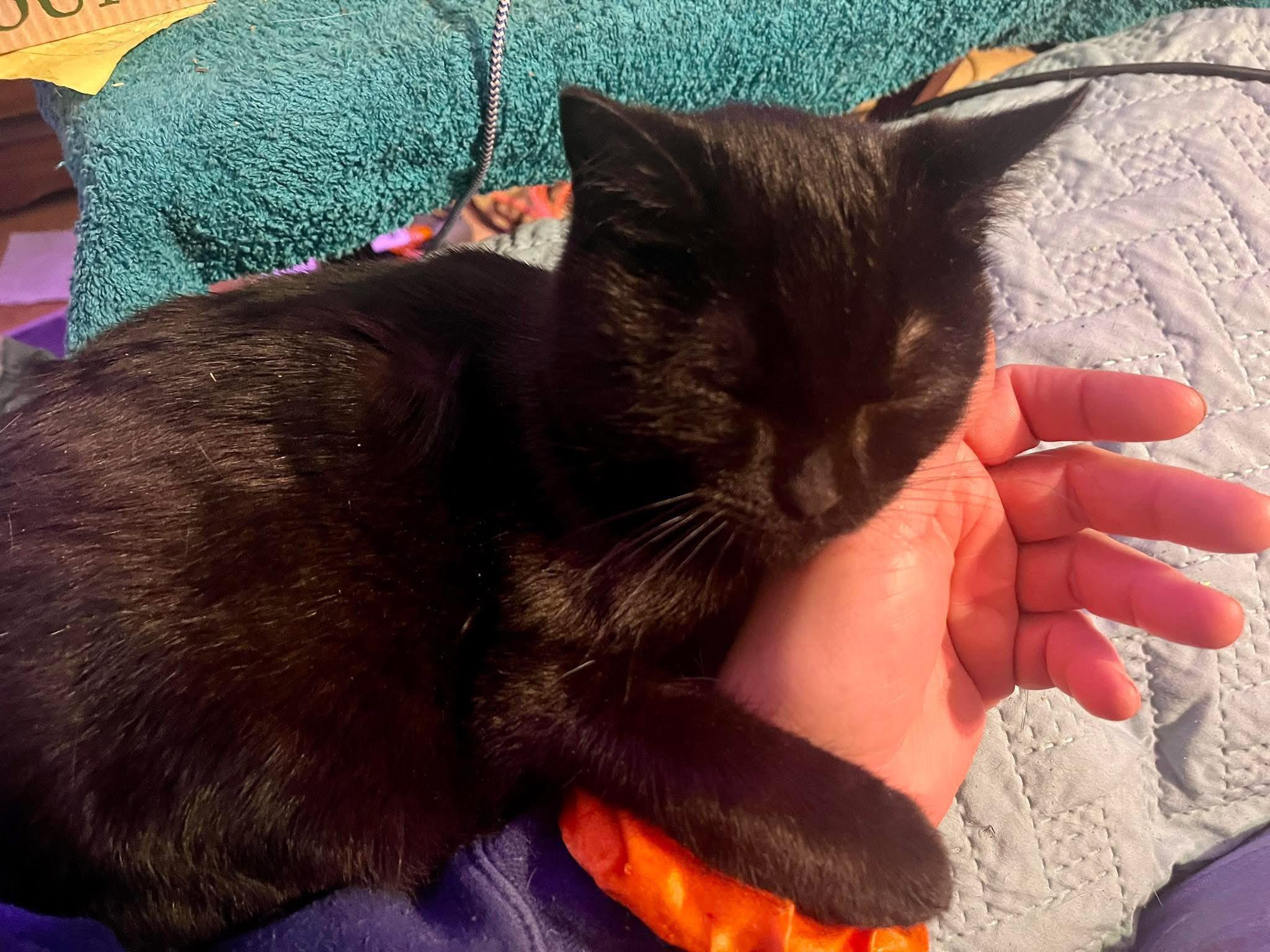 Enlarge Milkshake, a ADOPTABLE American Shorthair in Elkland, PA image 3/4