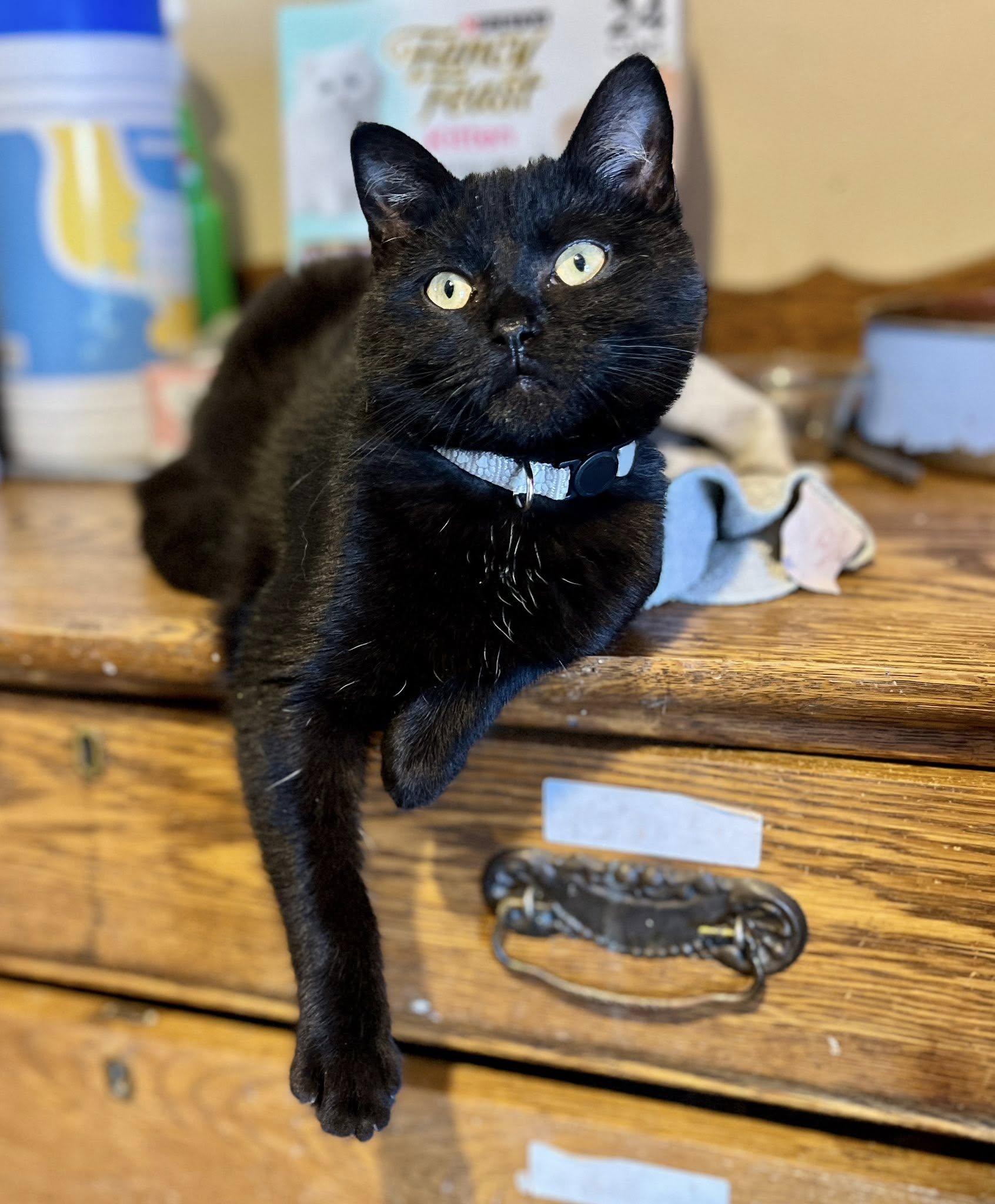 Enlarge Milkshake, a ADOPTABLE American Shorthair in Elkland, PA image 2/4