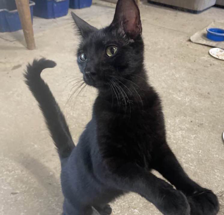 Enlarge MATILDA, a Adoptable Domestic Short Hair in Vacaville, CA image 1/1