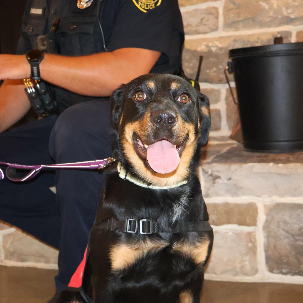 Enlarge Mazie, a Adoptable Mixed Breed in Marshall, VA image 2/6