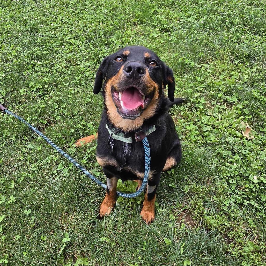 Mazie, Adoptable, Adult Female Mixed Breed.