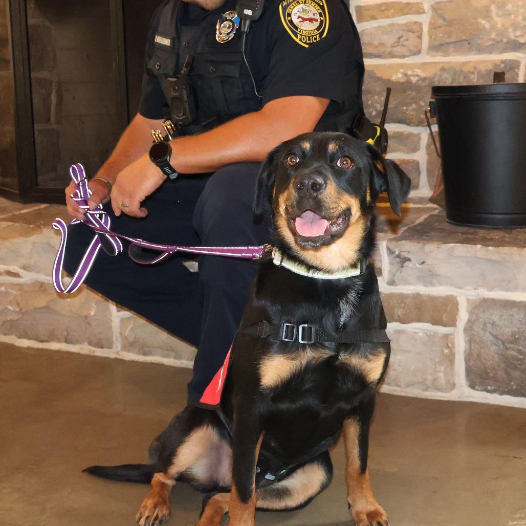 Enlarge Mazie, a Adoptable Mixed Breed in Marshall, VA image 5/6