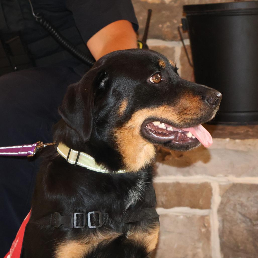 Enlarge Mazie, a Adoptable Mixed Breed in Marshall, VA image 6/6