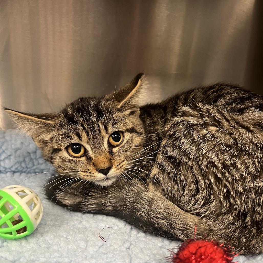 Enlarge Madrugada, a Adoptable Domestic Short Hair in Mentor, OH image 1/2