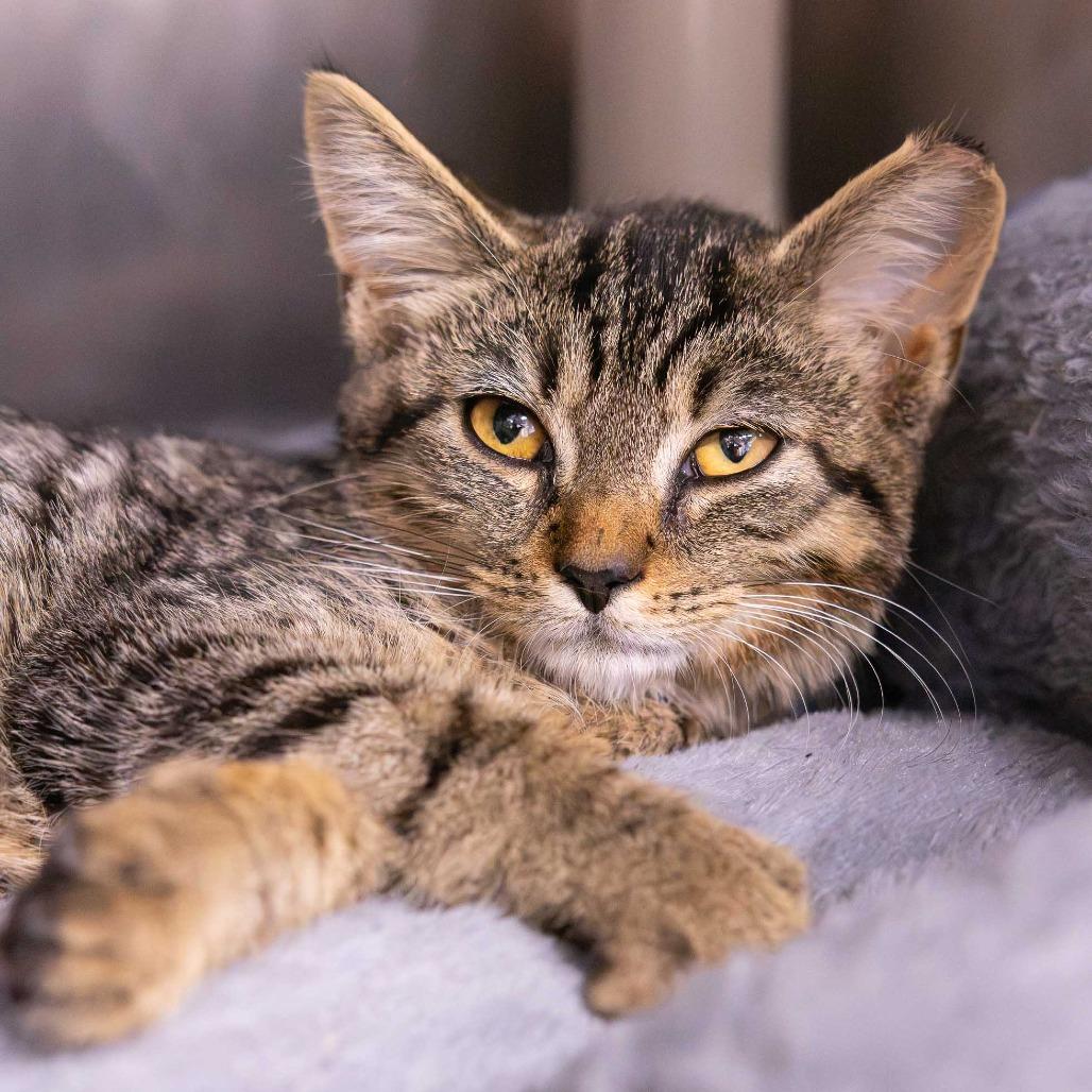 Enlarge Madrugada, a Adoptable Domestic Short Hair in Mentor, OH image 2/2