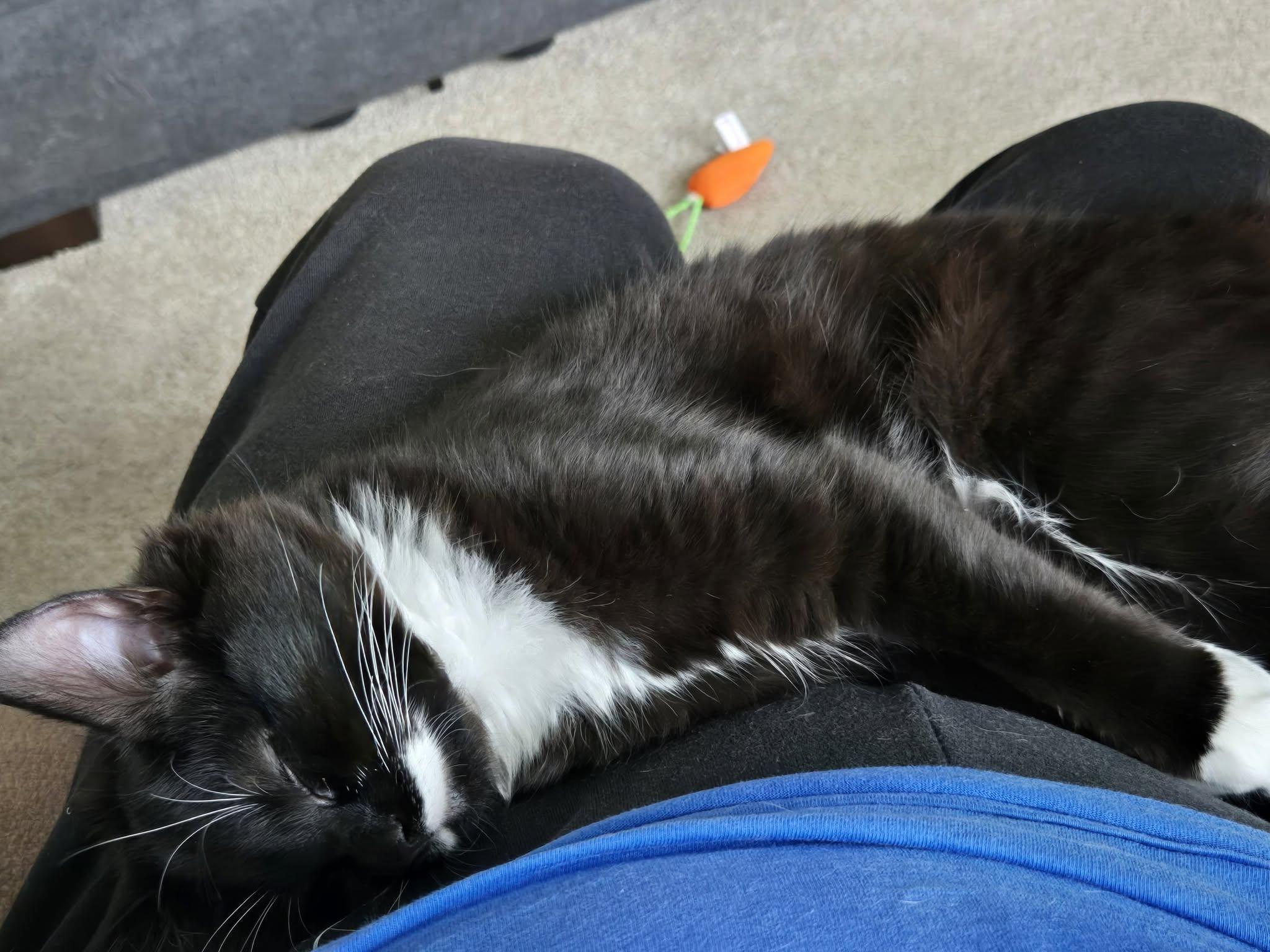Fresca, adopted, Kitten Female Domestic Short Hair.