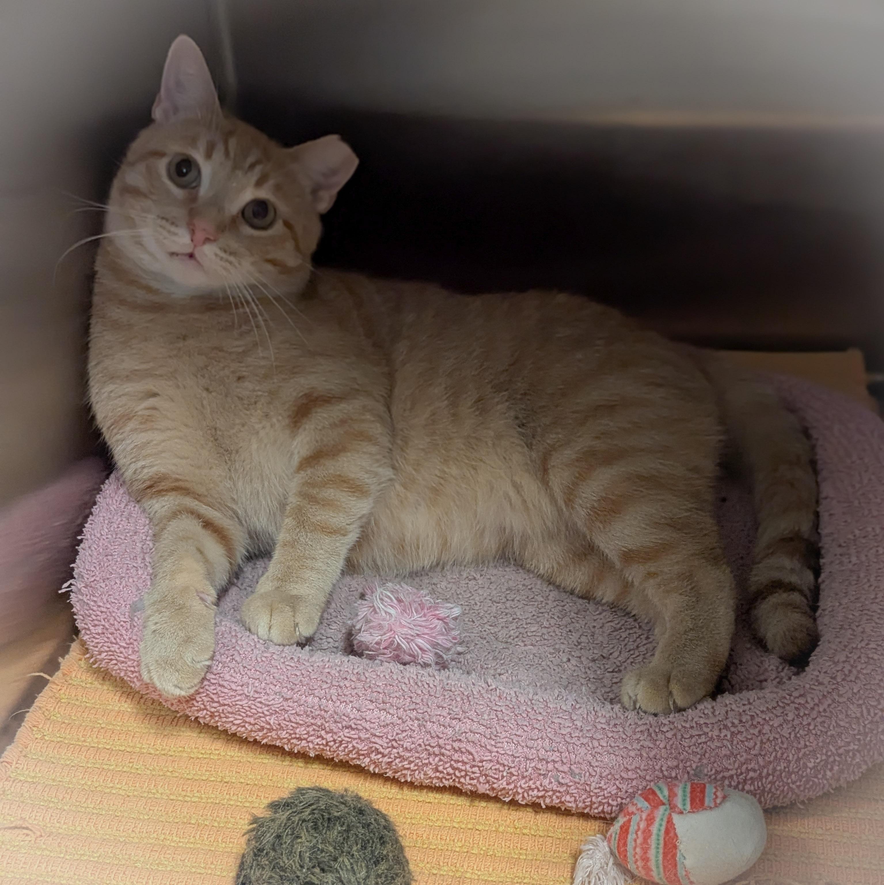 Enlarge SPARKY, an adopted mixed breed in Griffith, IN image 2/4