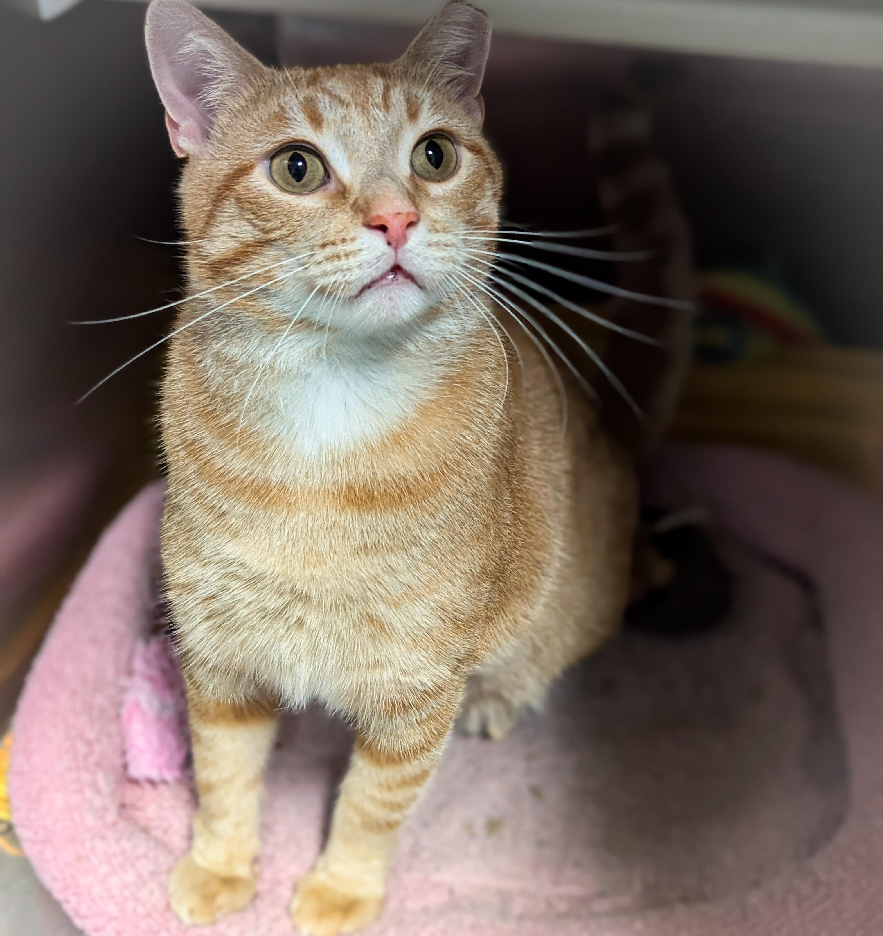 Enlarge SPARKY, an adopted mixed breed in Griffith, IN image 3/4