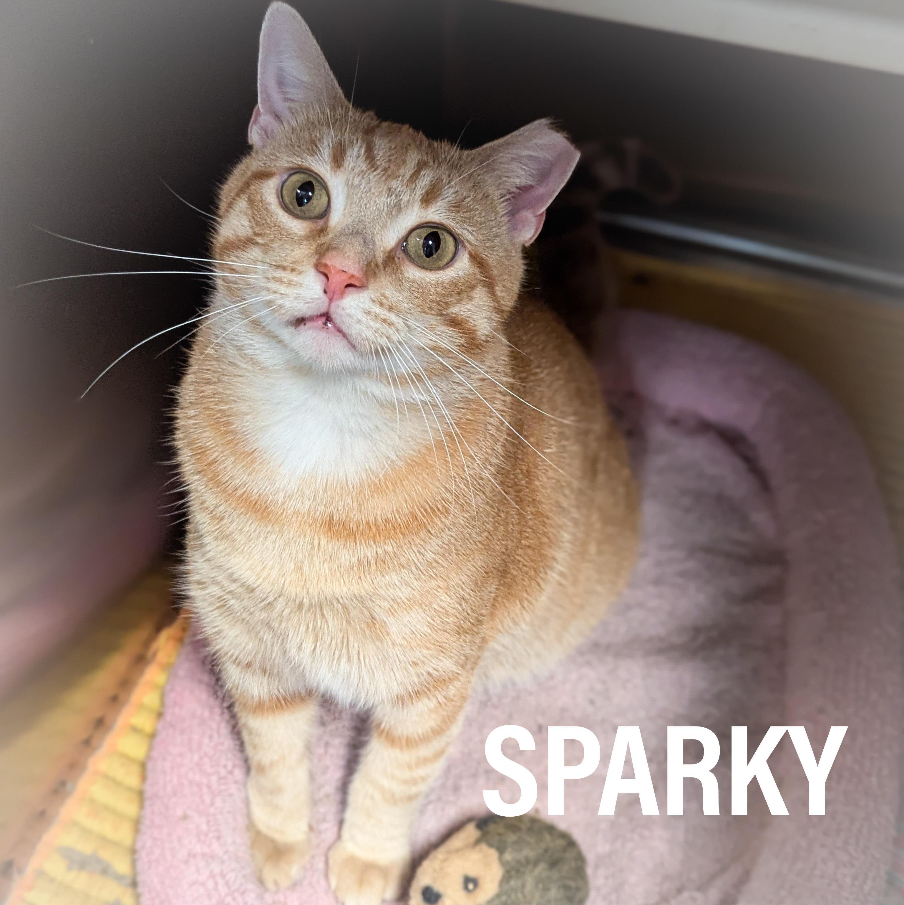 Enlarge SPARKY, an adopted mixed breed in Griffith, IN image 1/4