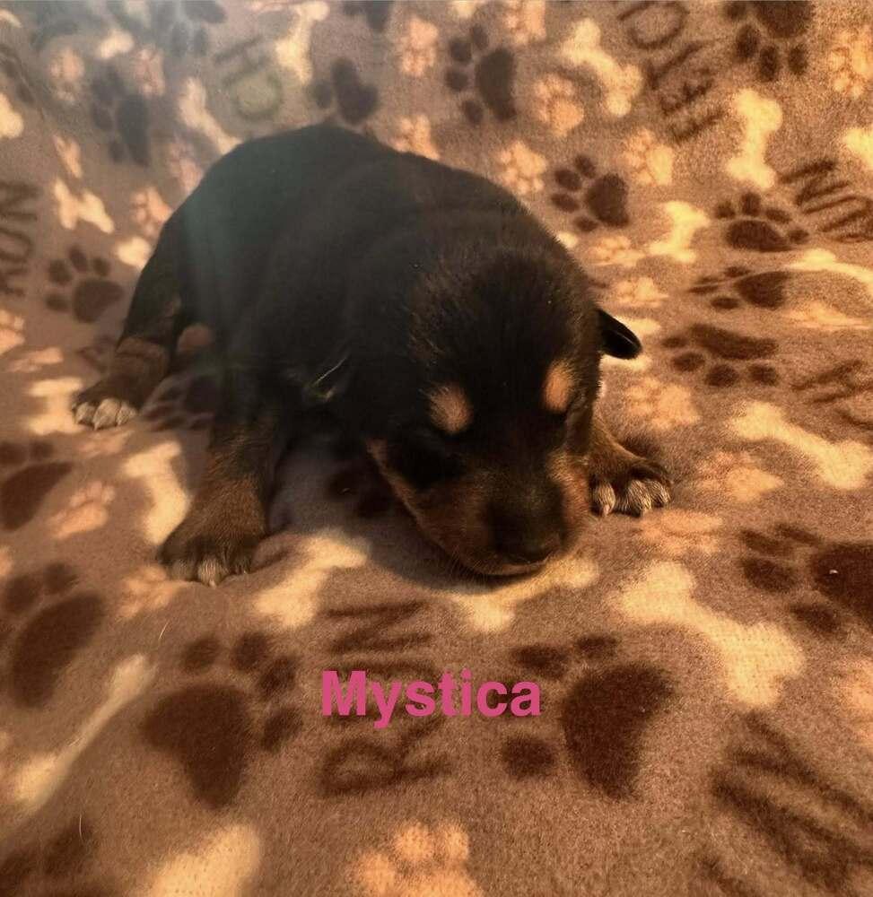 Mystica, Adoptable, Puppy Female German Shepherd Dog.