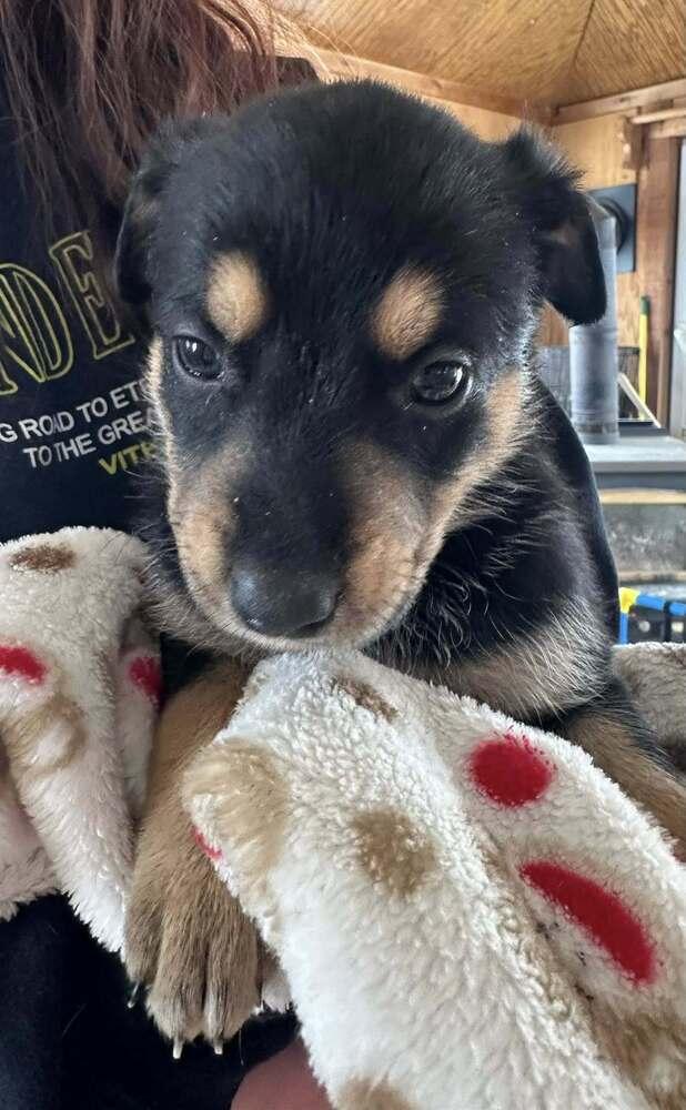 Enlarge Mystica, a Adoptable mixed breed in Waunakee, WI image 2/6