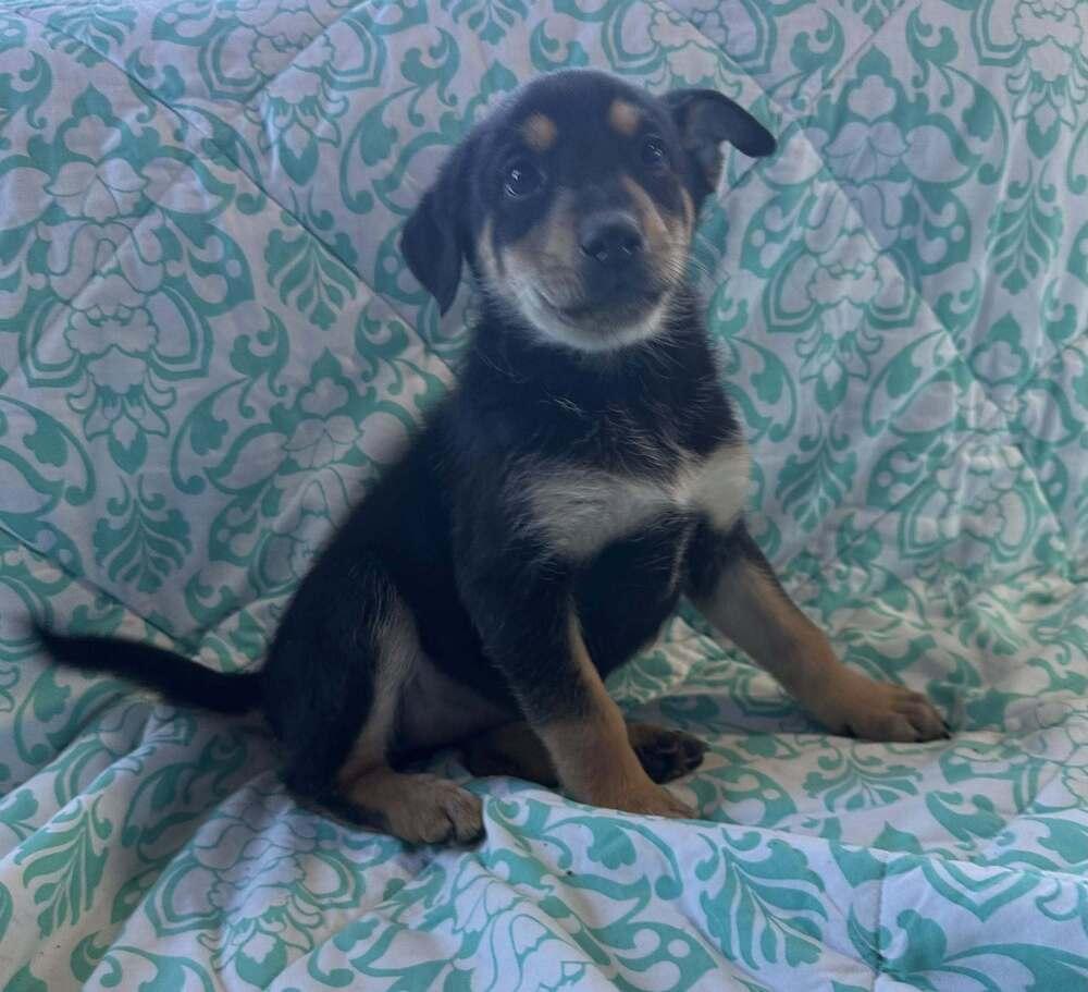 Enlarge Mystica, a Adoptable mixed breed in Waunakee, WI image 3/6