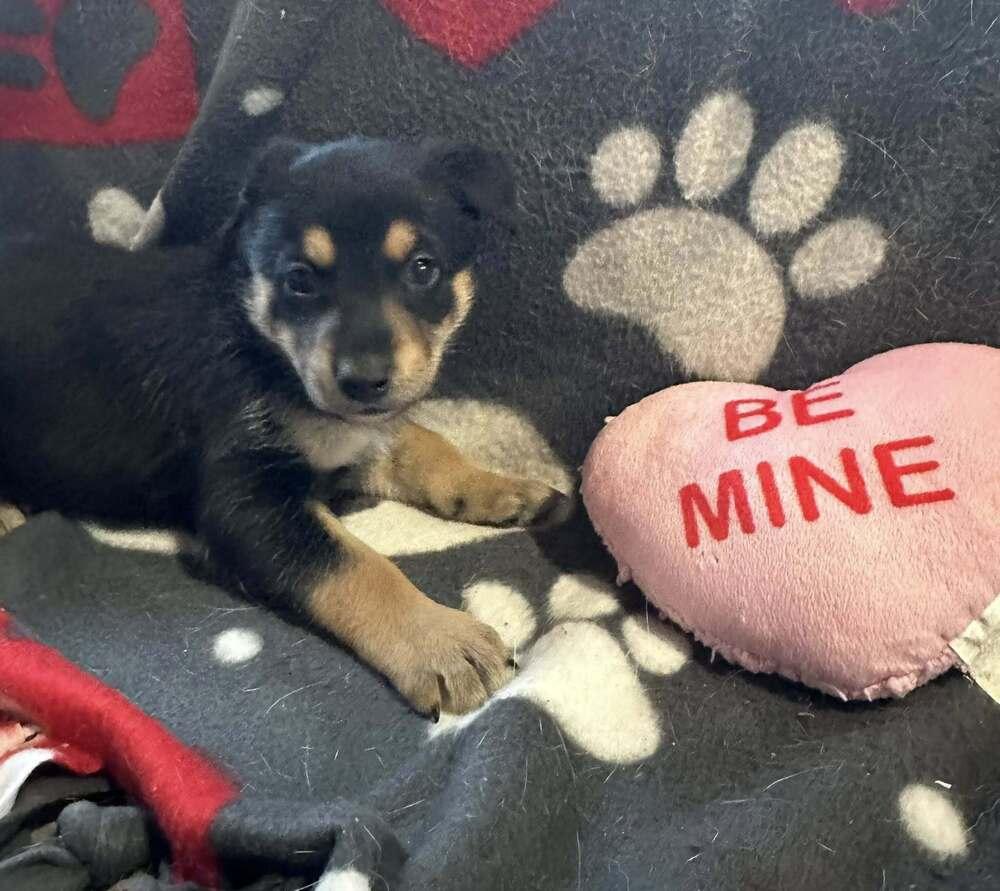 Enlarge Mystica, a Adoptable mixed breed in Waunakee, WI image 4/6