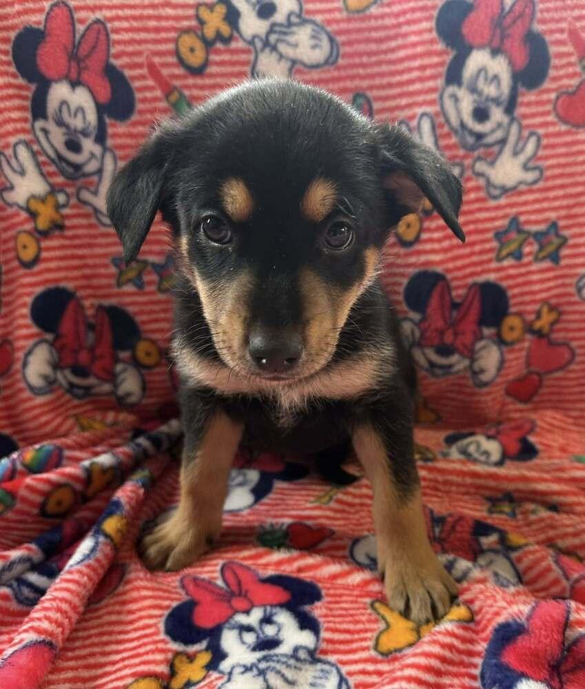 Enlarge Mystica, a Adoptable mixed breed in Waunakee, WI image 5/6