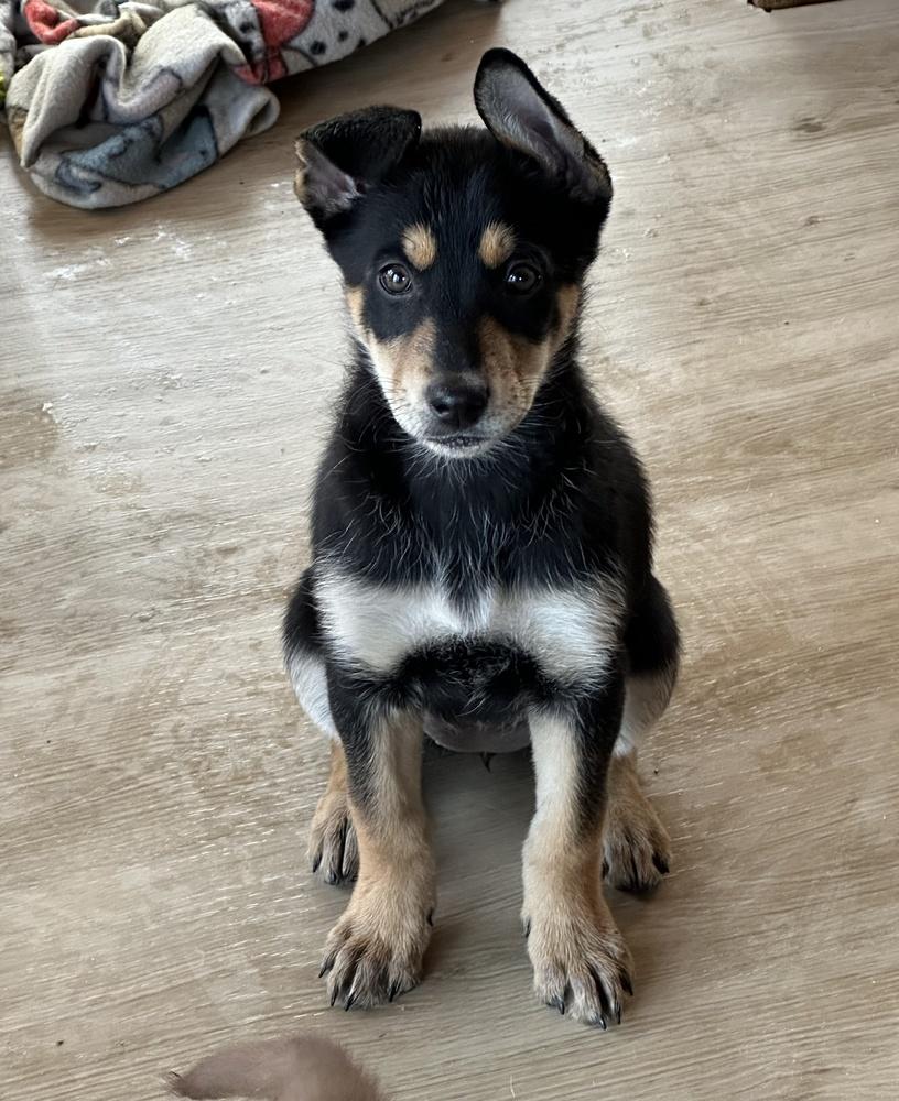 Enlarge Mystica, a Adoptable mixed breed in Waunakee, WI image 6/6