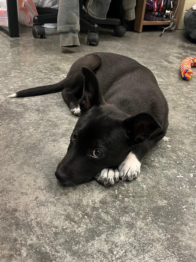 Enlarge Honor, a Adoptable mixed breed in Neosho, MO image 1/6